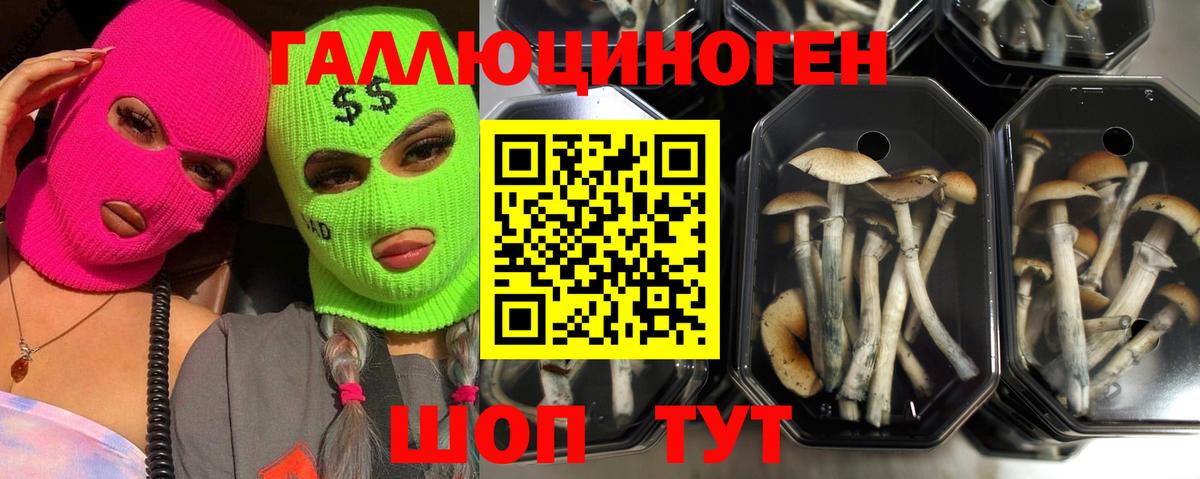 Галлюциногенные грибы GOLDEN TEACHER  Вход с VPN  Псилоцибиновые грибы мицелий  Приморско-Ахтарск 